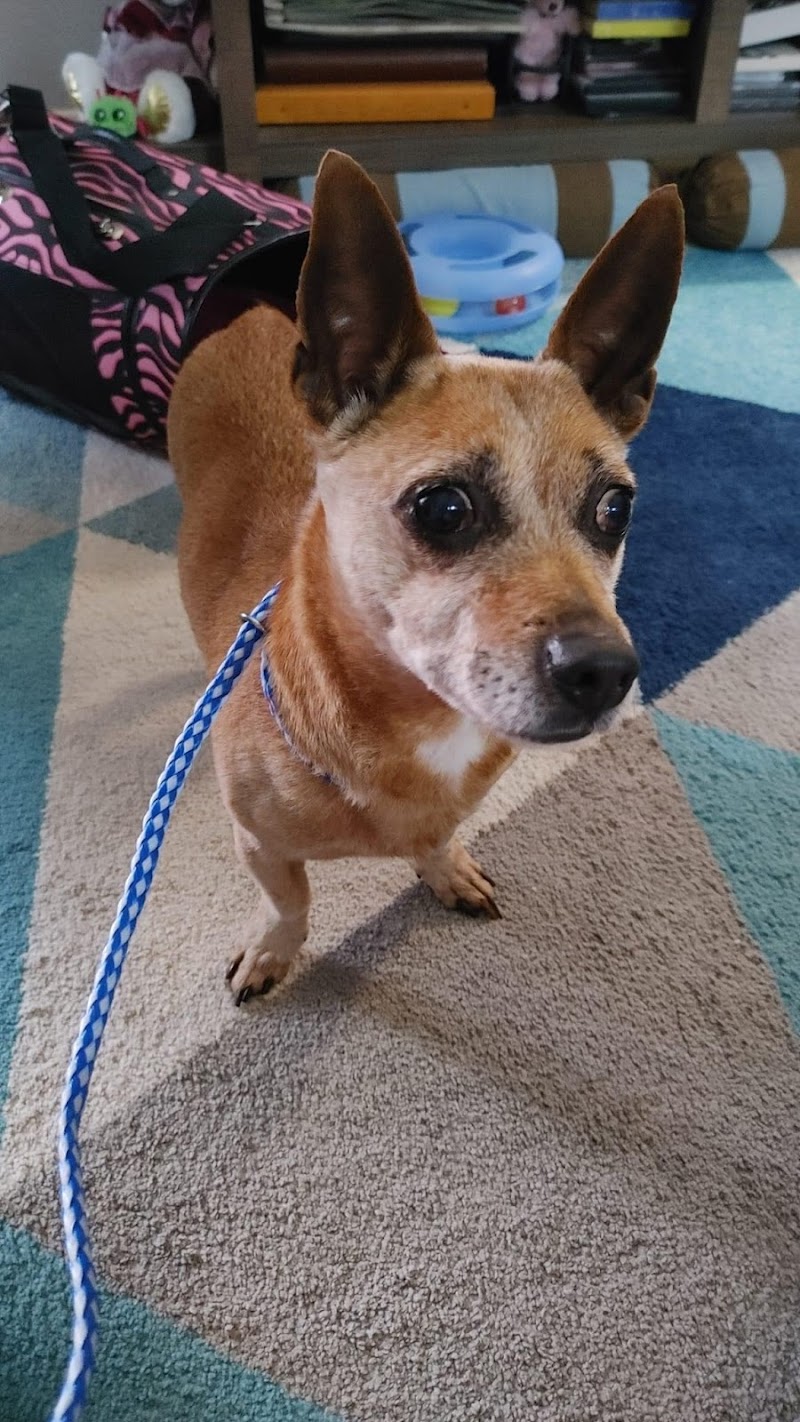 Round Rock Animal Hospital