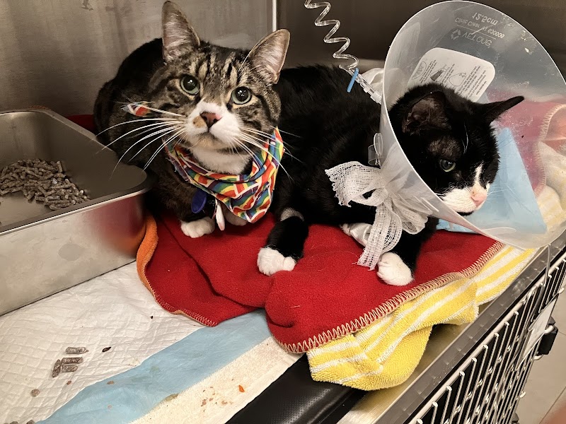 Veterinary Emergency Group