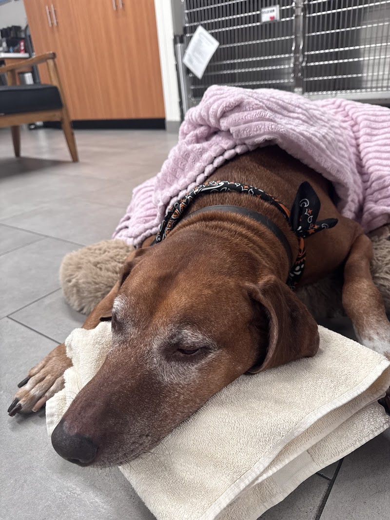 Veterinary Emergency Group
