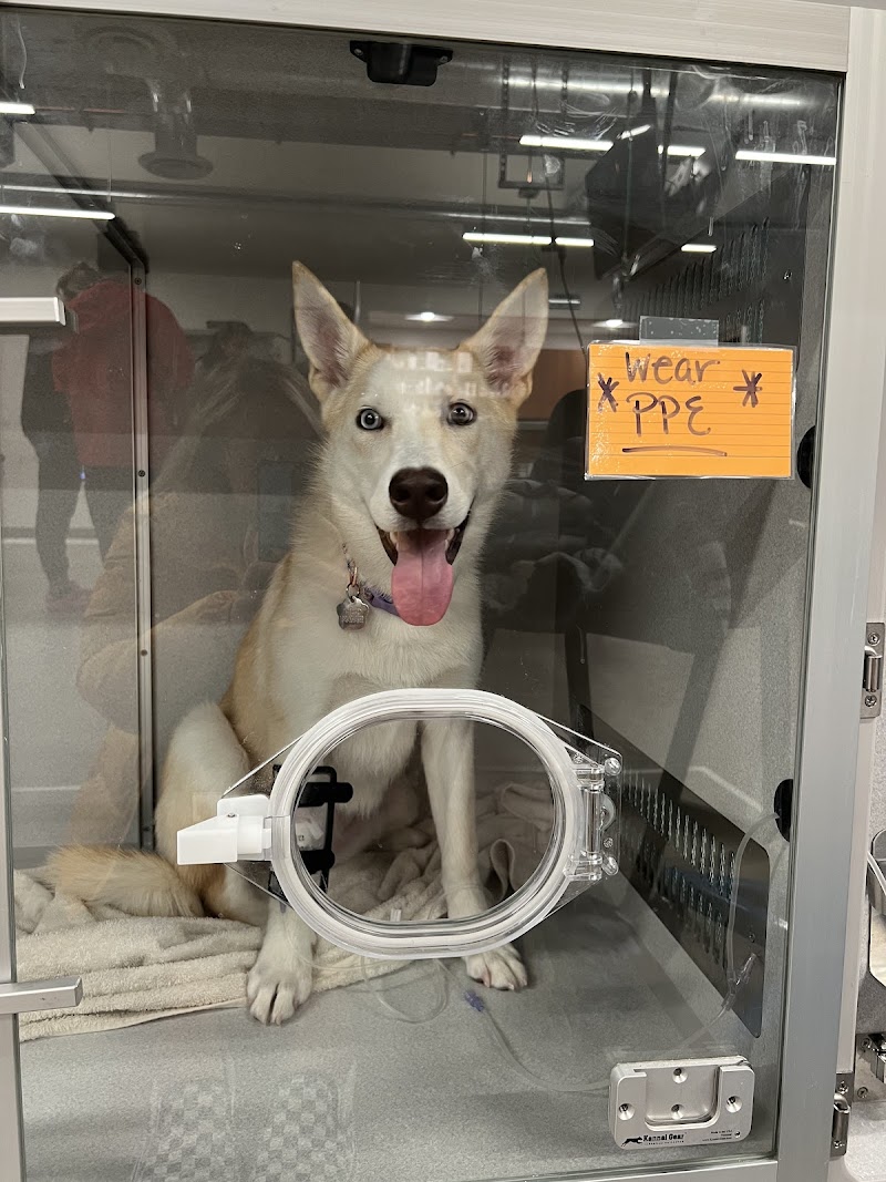 Veterinary Emergency Group