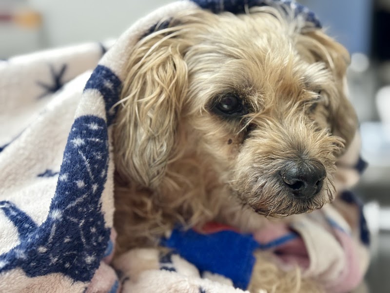Garden State Veterinary Services Woodbridge