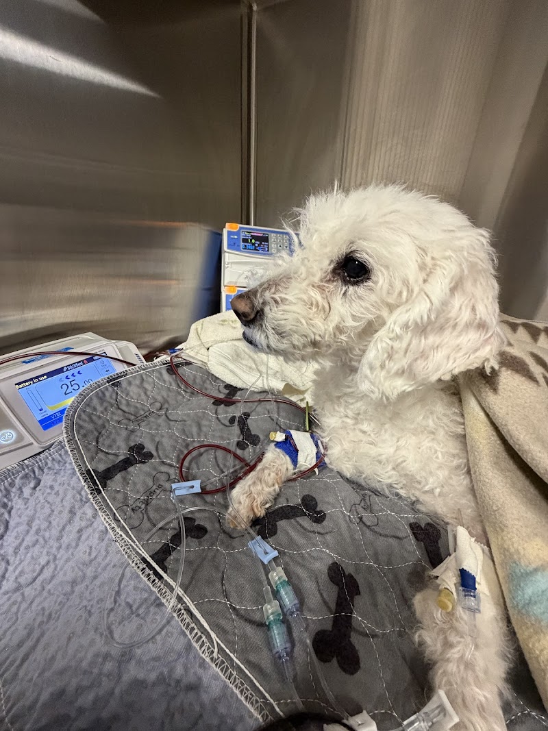 Tanasbourne Veterinary Emergency