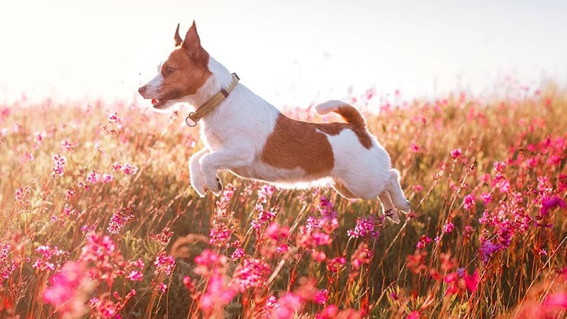 Como Park Animal Hospital 24 Hour Care - Roseville