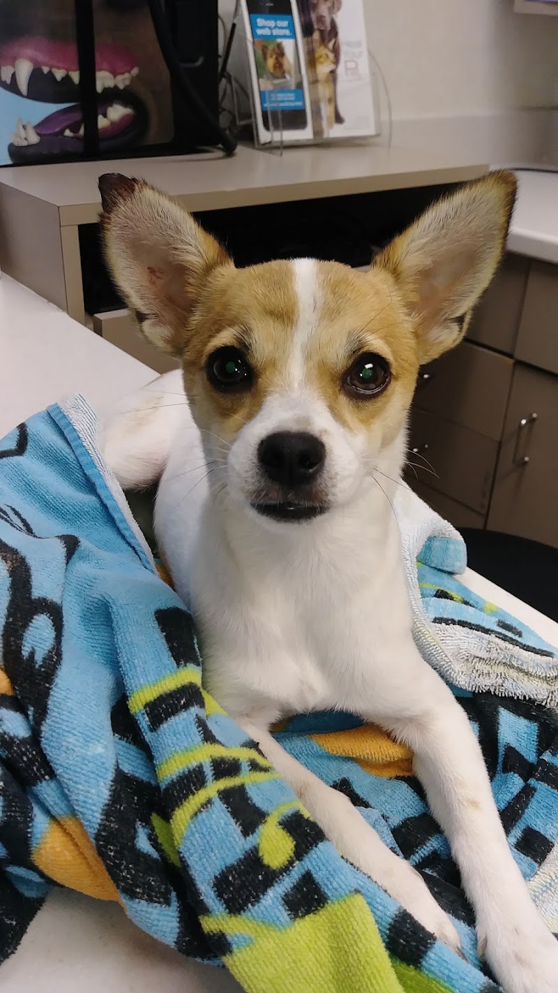 Como Park Animal Hospital 24 Hour Care