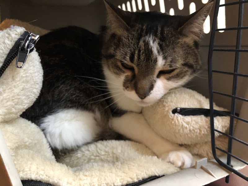 Como Park Animal Hospital 24 Hour Care