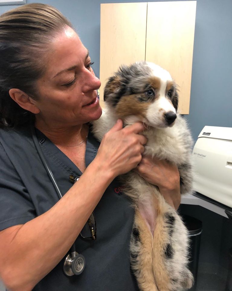 Companion Animal Hospital Wicker Park