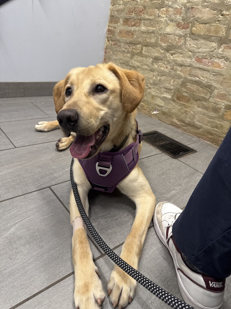 Companion Animal Hospital Wicker Park