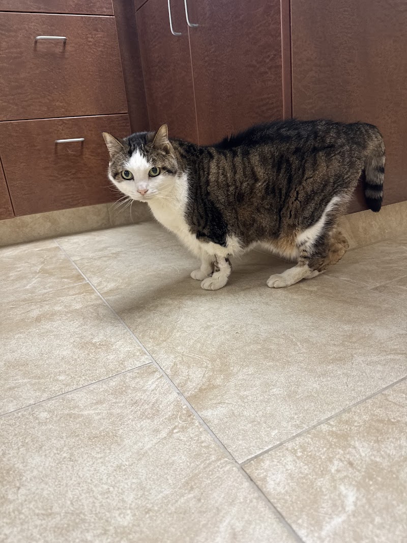 Cinco Ranch Veterinary Hospital