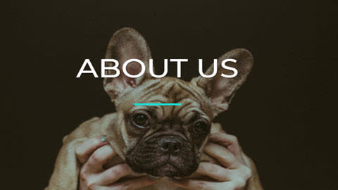 Healing Hands Veterinary Hospital