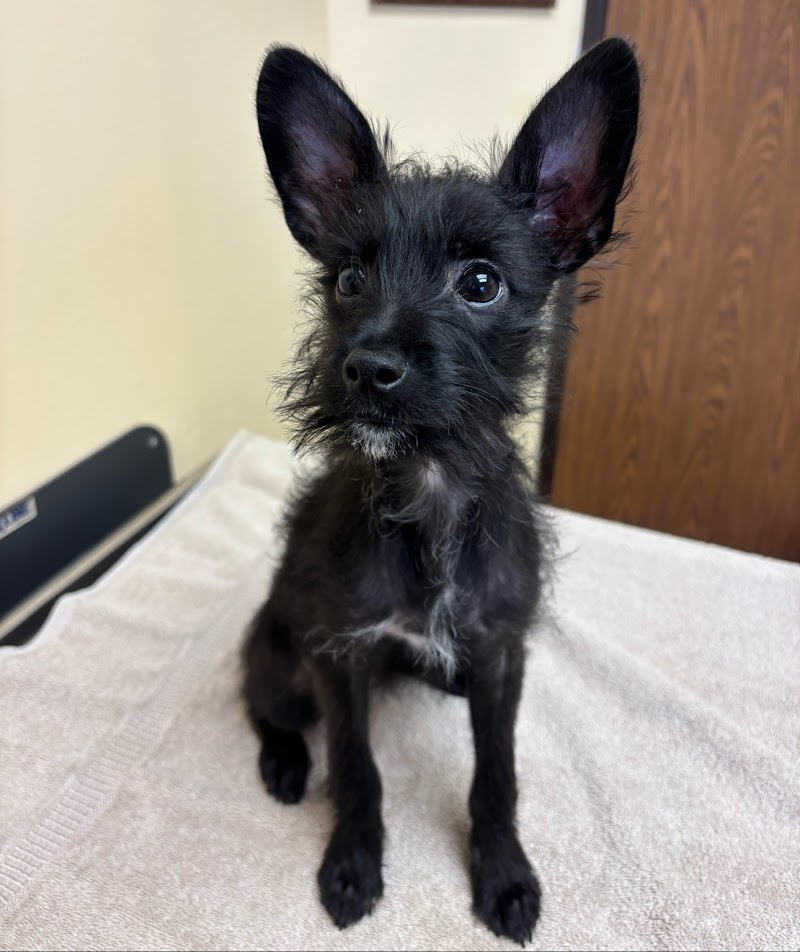 Harbor Animal Hospital