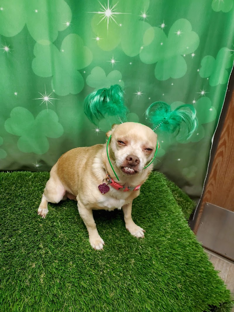 Harbor Animal Hospital