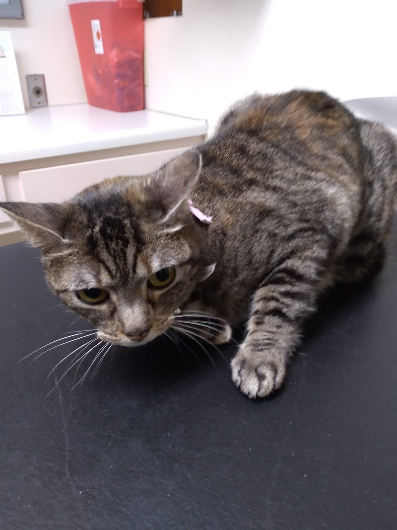 valley animal hospital