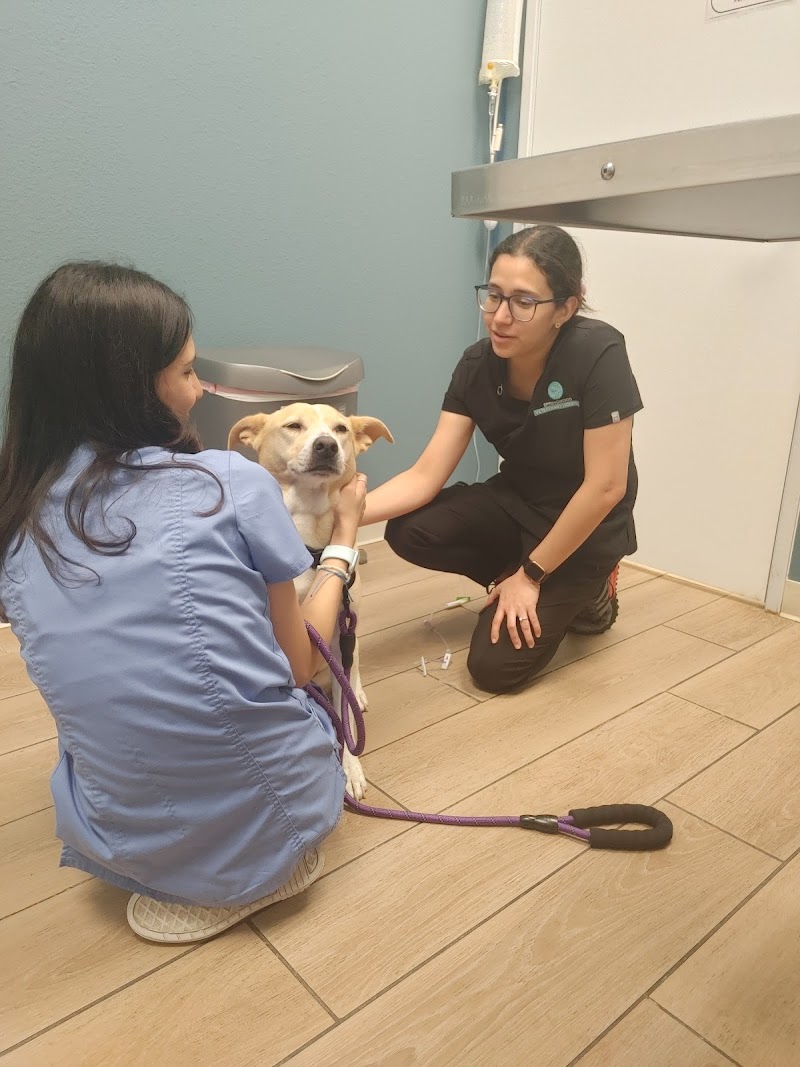 Springwood Veterinary Hospital