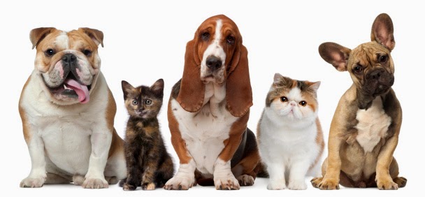 Seattle Veterinary Associates