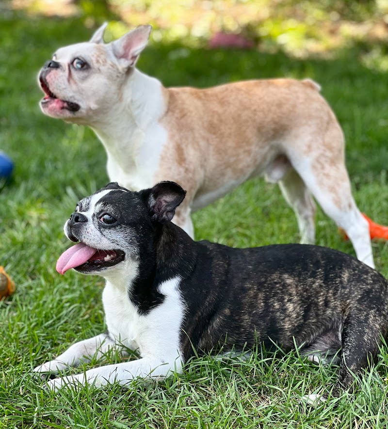 BluePearl Pet Hospital