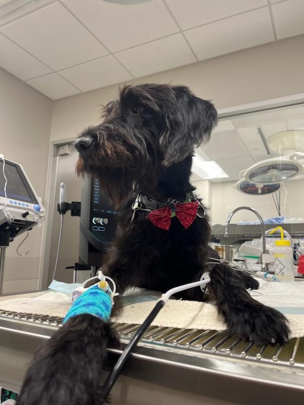 BluePearl Pet Hospital