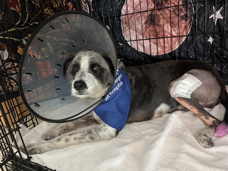 BluePearl Pet Surgery