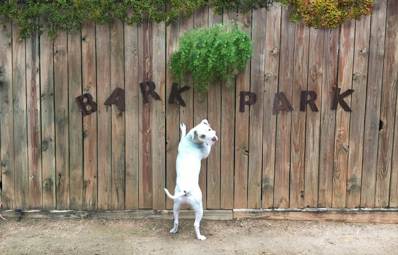 Neartown Animal Clinic