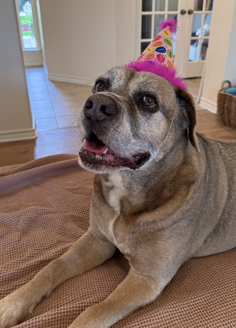 Petcure Oncology San Antonio - Advanced Cancer Treatments for Cats & Dogs