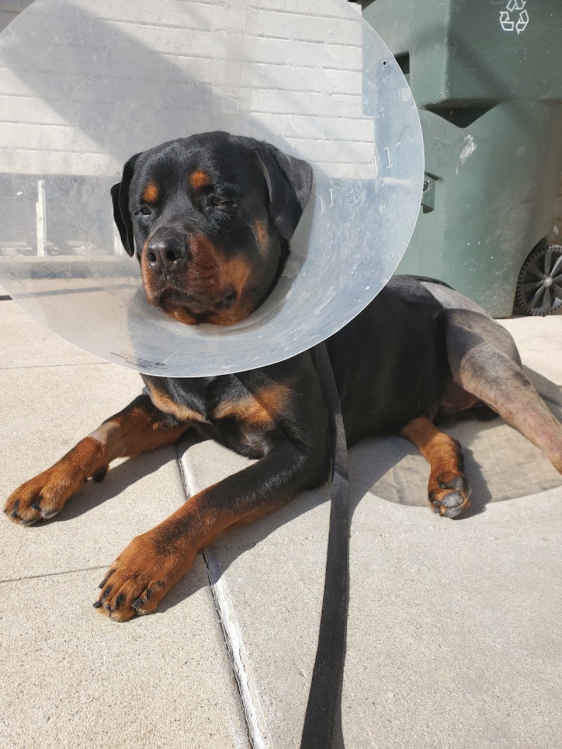 Animal Specialty Group Inc: Sullivan Stacey DVM