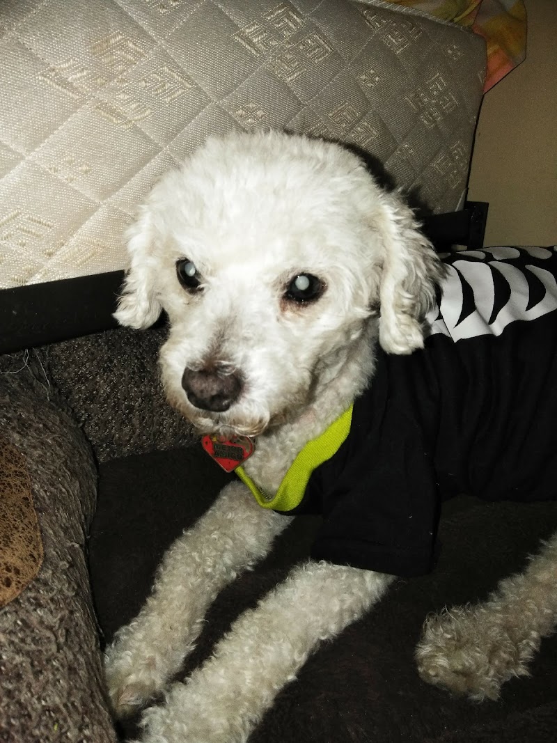 Animal Specialty Group Inc: Sullivan Stacey DVM