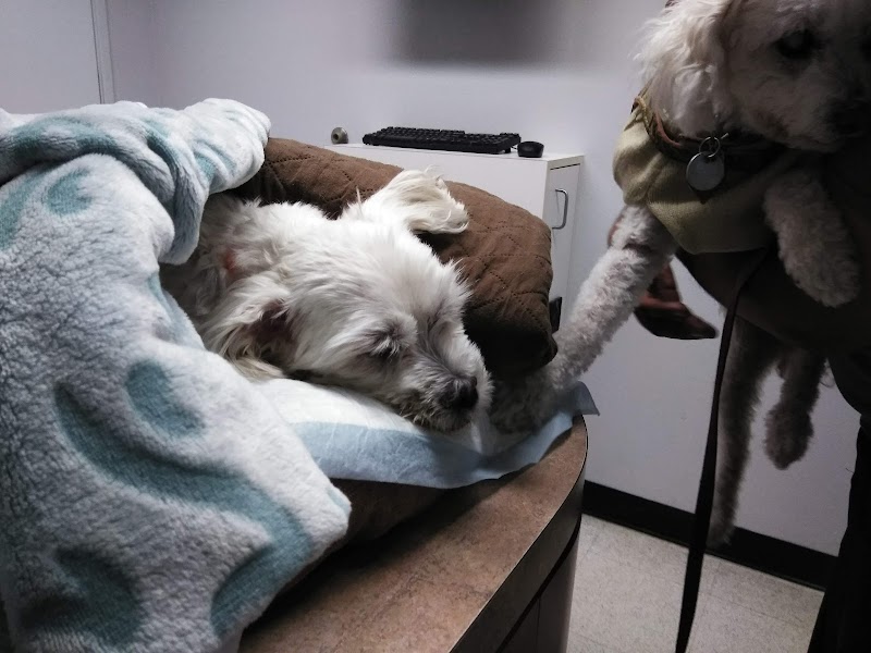 Animal Specialty Group Inc: Sullivan Stacey DVM