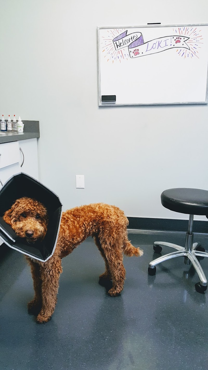 Dermatology Center for Animals