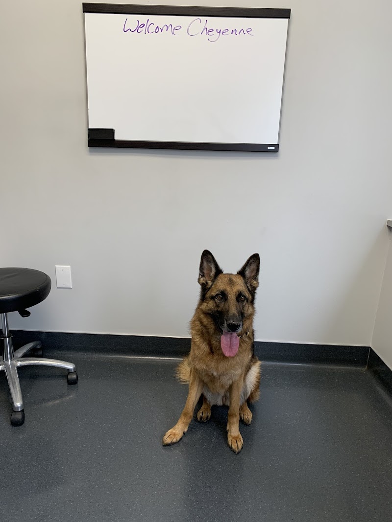 Dermatology Center for Animals