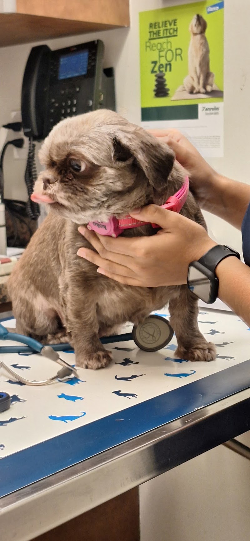 Carnegie Hill Veterinarians