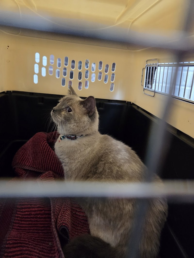 Chestnut Hill Veterinary Hospital