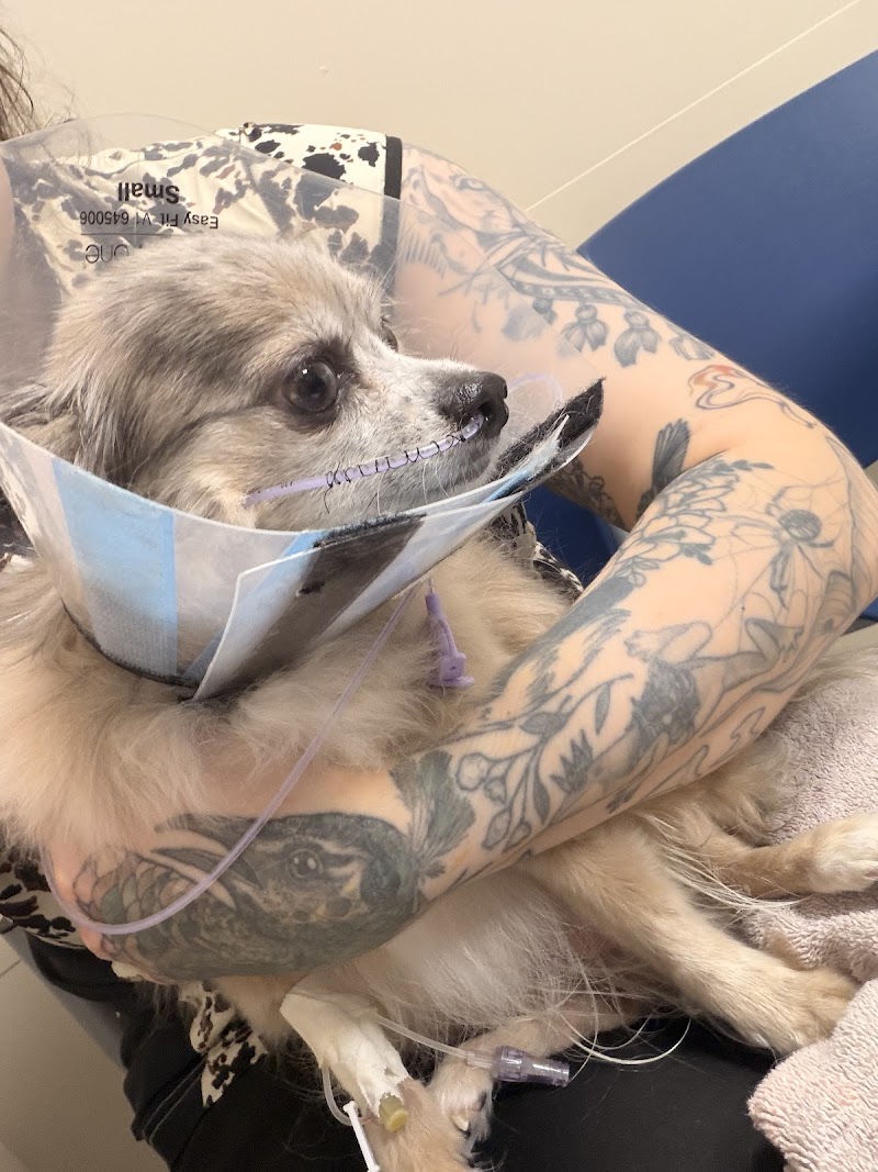 MedVet Atlanta