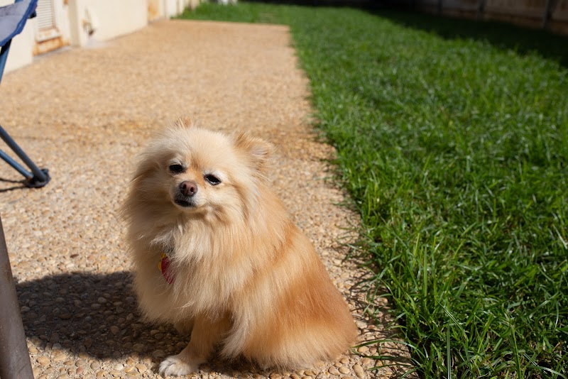 Stone Oak Veterinary Clinic