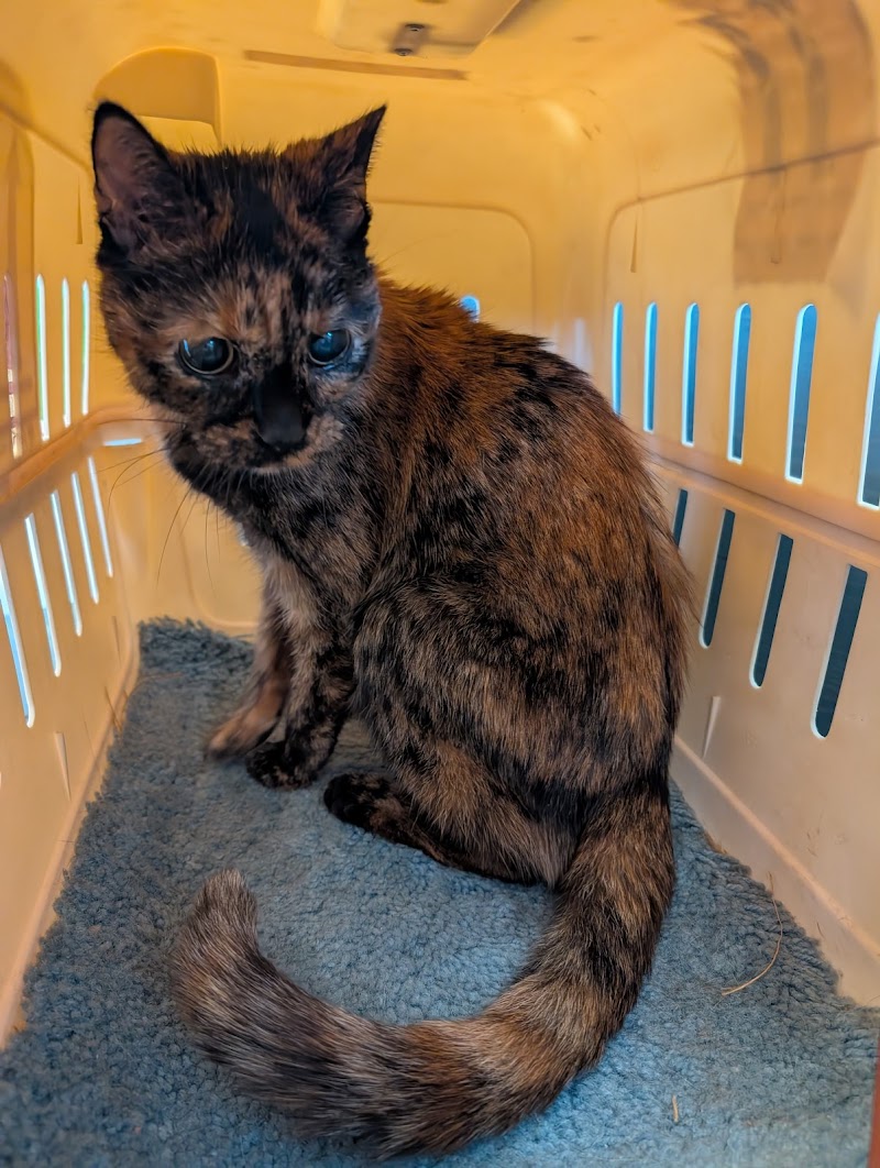 BluePearl Pet Hospital