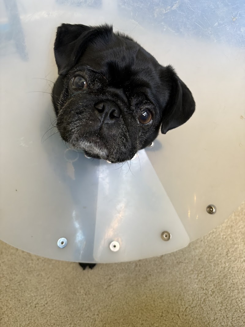 BluePearl Pet Hospital