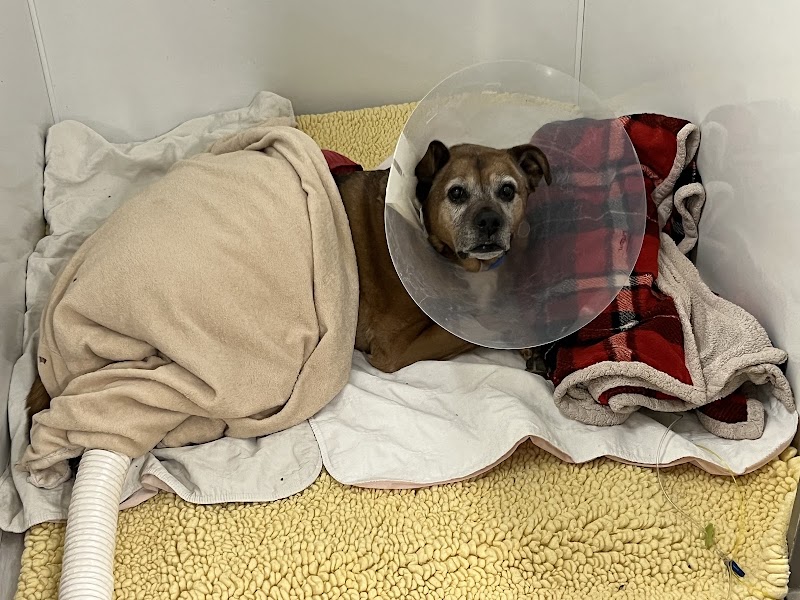 BluePearl Pet Hospital