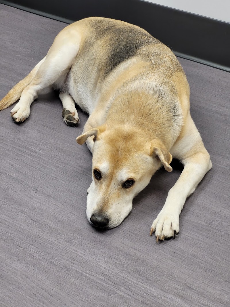 Nelson Animal Hospital