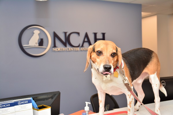 North Center Animal Hospital, A Thrive Pet Healthcare Partner