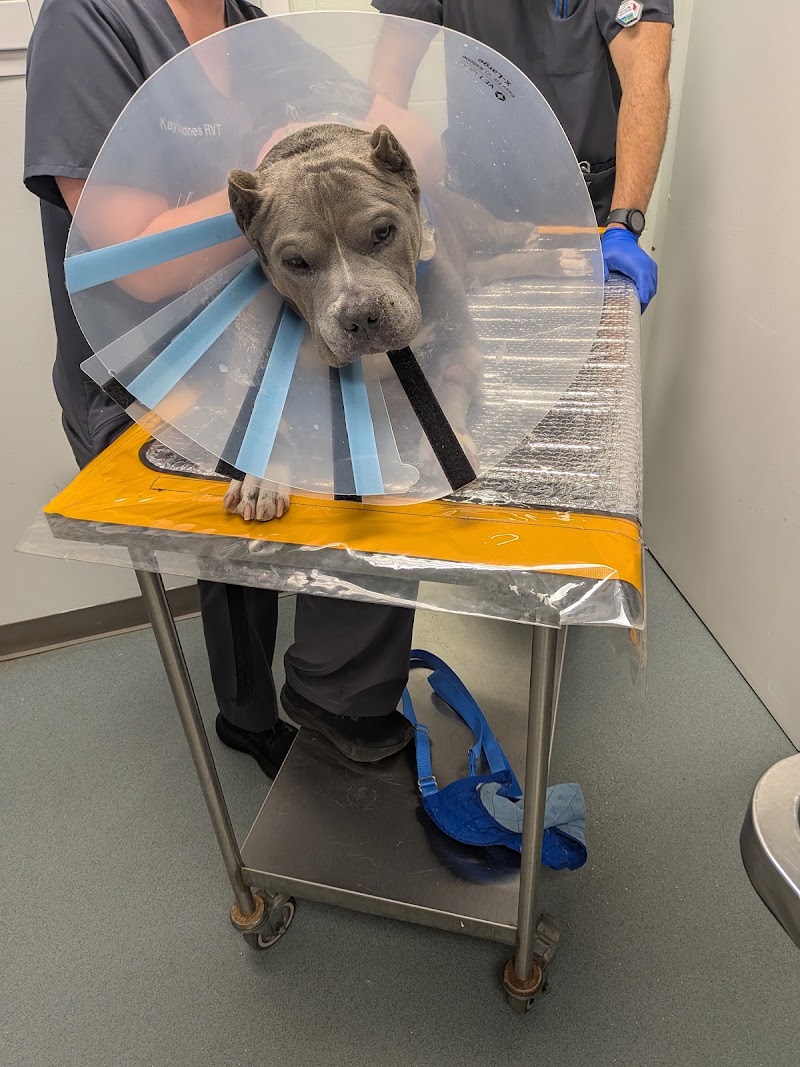 Carolina Veterinary Specialists Charlotte