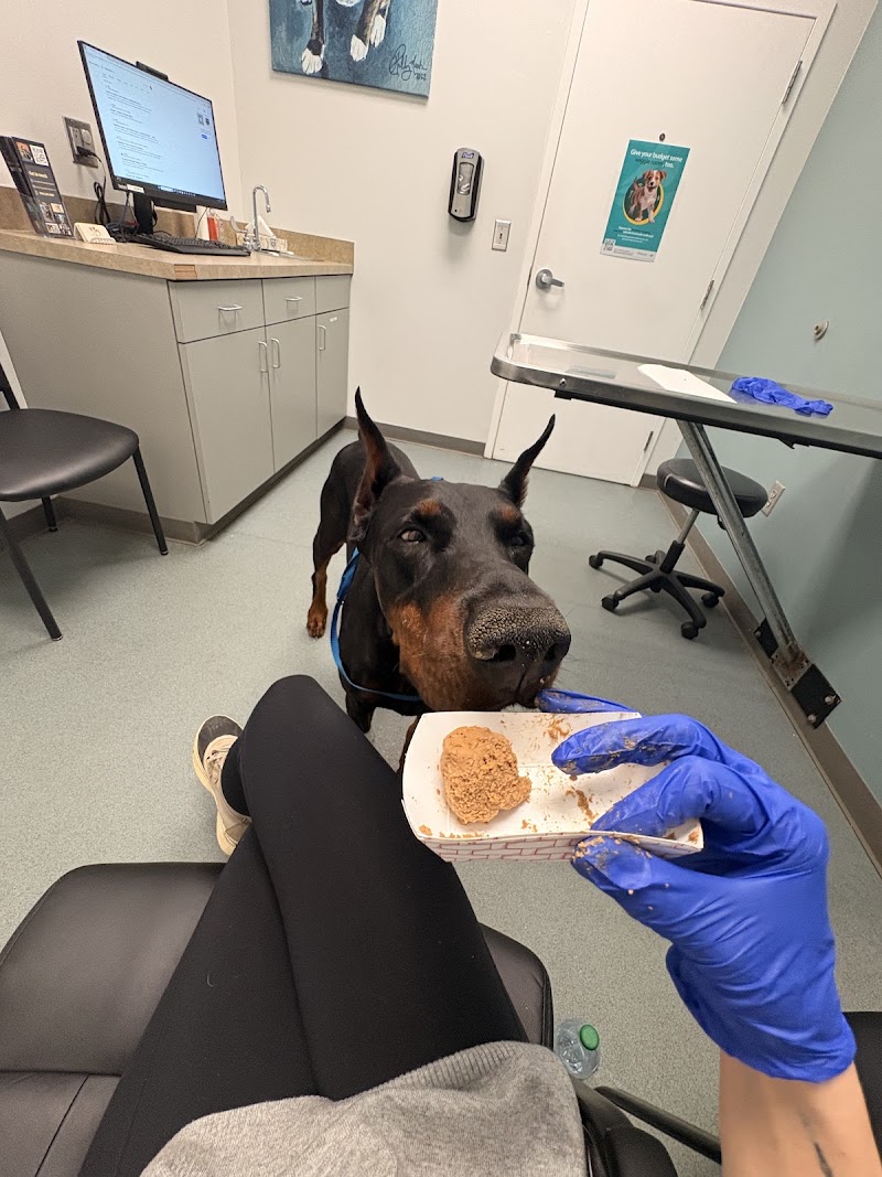 Carolina Veterinary Specialists Charlotte