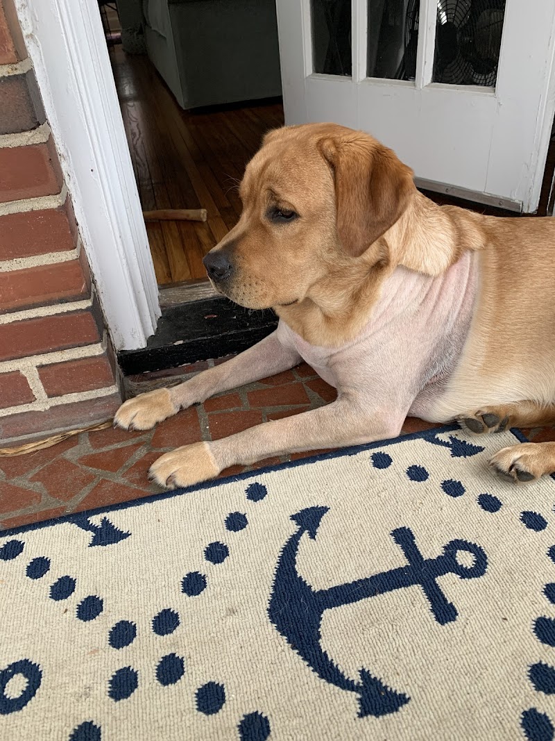 Carolina Veterinary Specialists Charlotte
