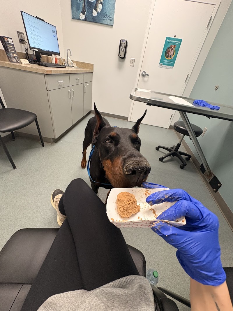 Carolina Veterinary Specialists Charlotte