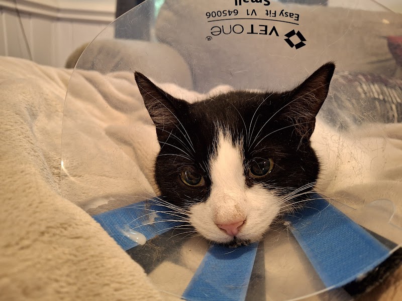 Carolina Veterinary Specialists Charlotte