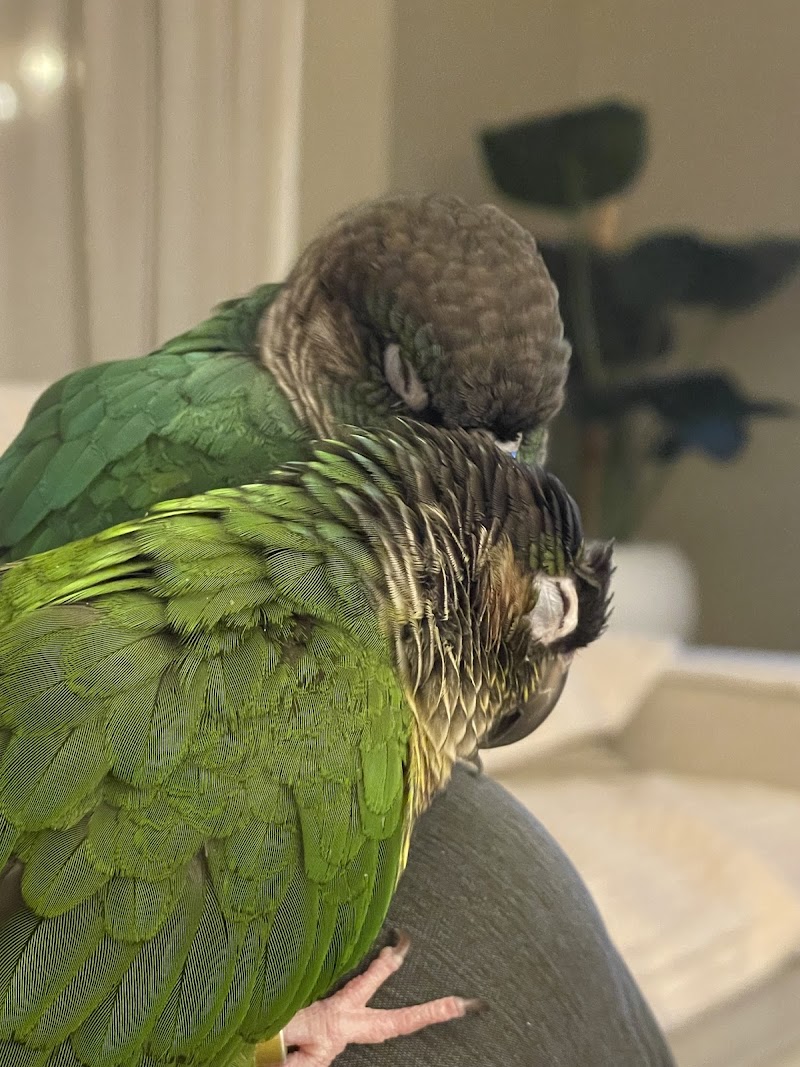 Bird & Exotic Clinic of Seattle