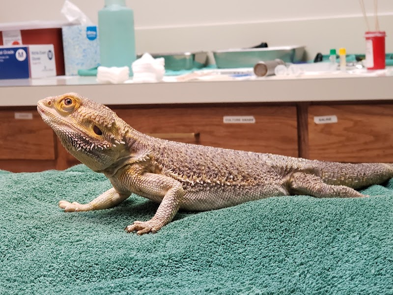 Bird & Exotic Clinic of Seattle