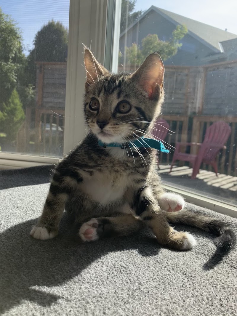 Spruce Veterinary Urgent Care