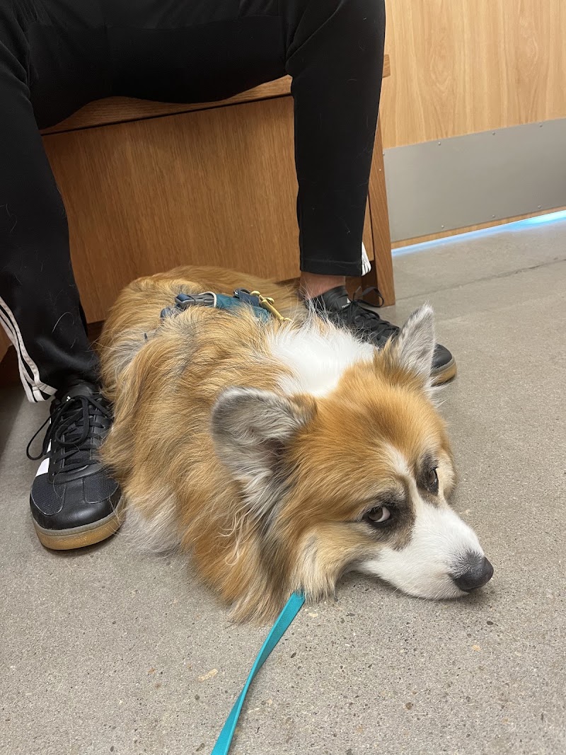 Spruce Veterinary Urgent Care