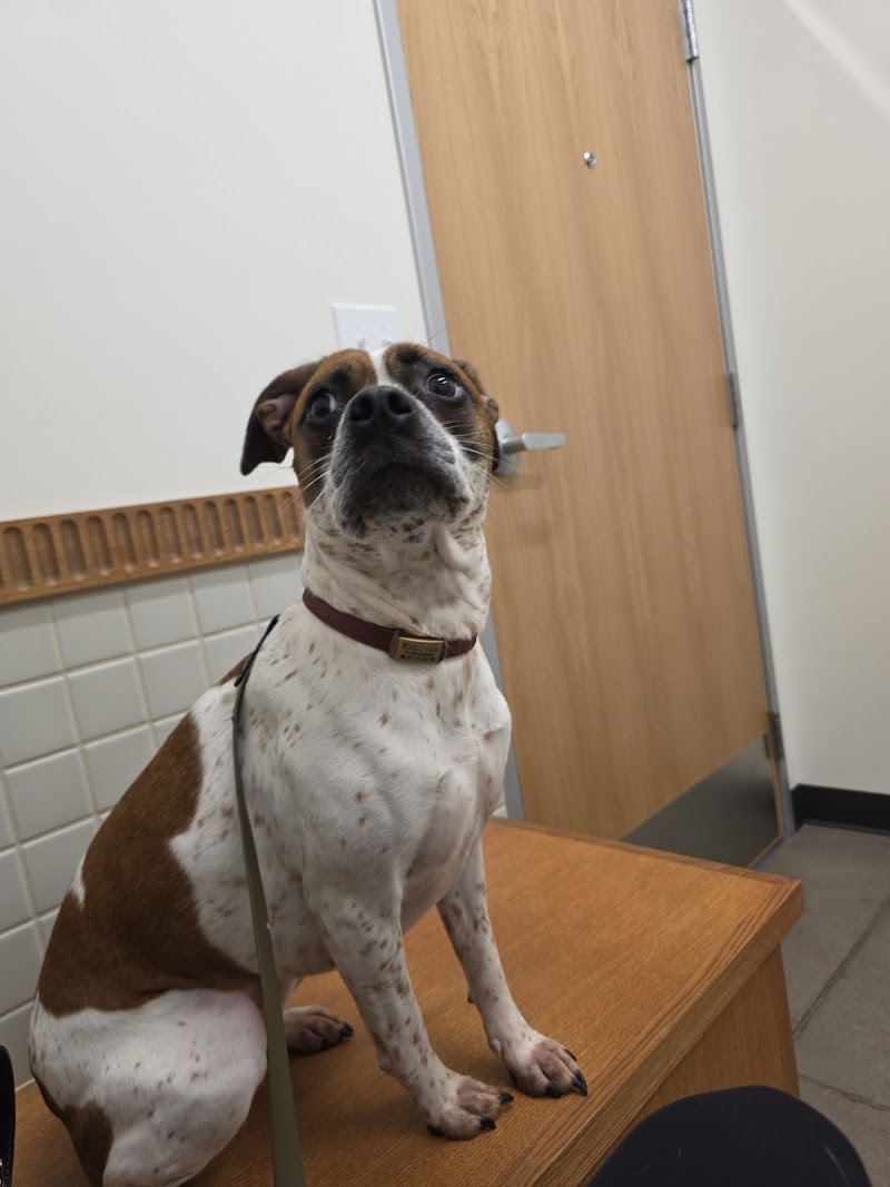 Spruce Veterinary Urgent Care