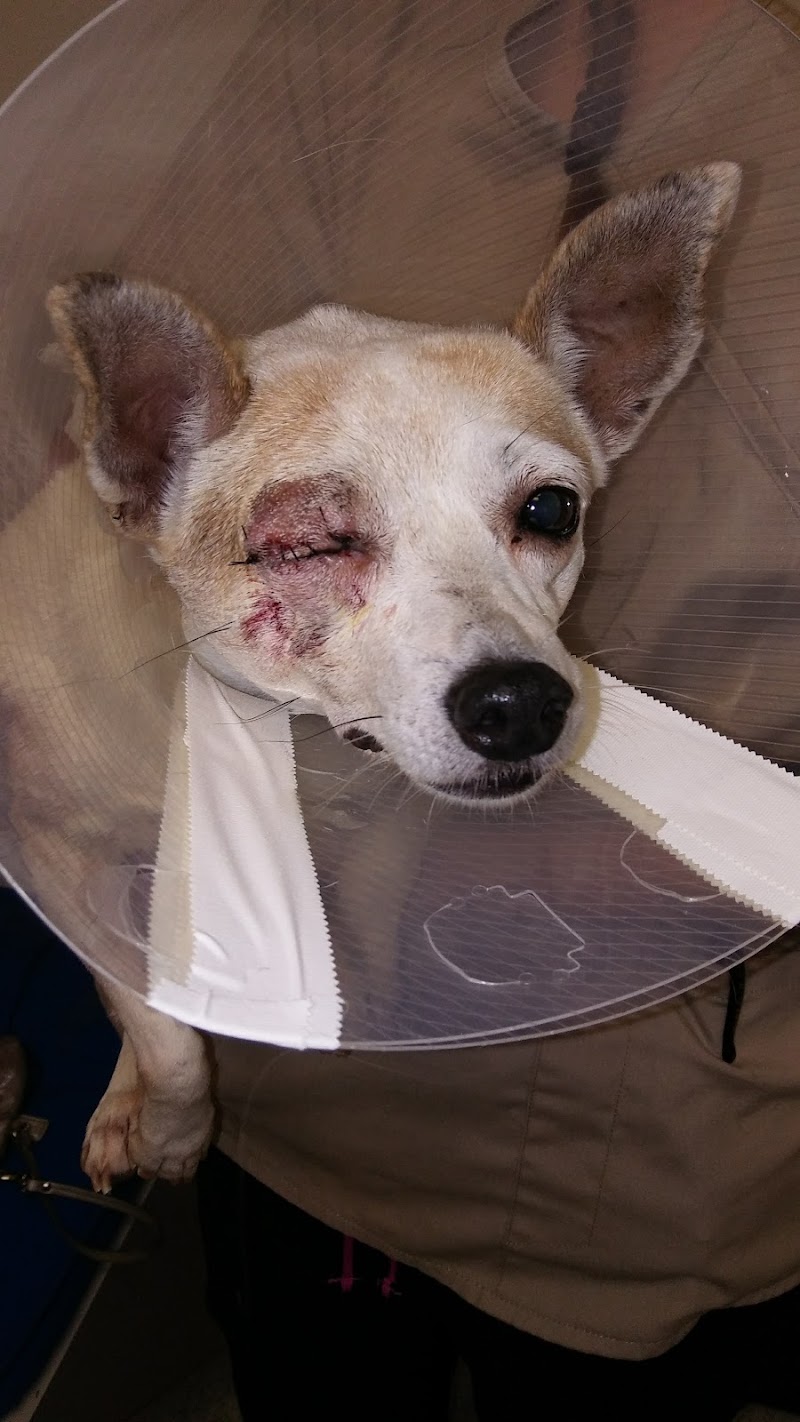 Westheimer Animal Clinic