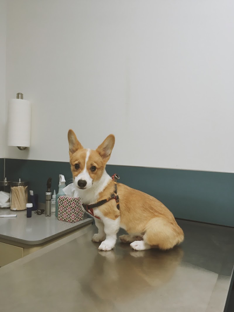 Urban Animal By Appointment