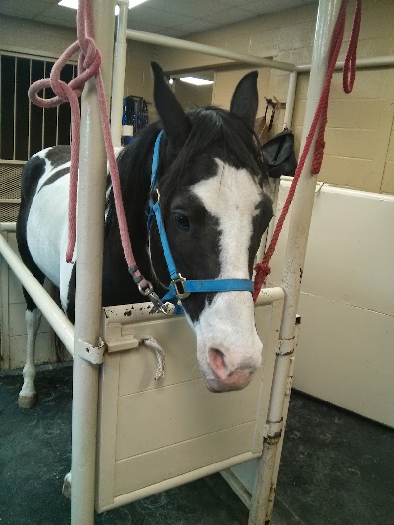 San Antonio Equine Hospital